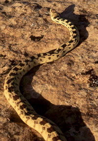 Photo of a gohper snake
